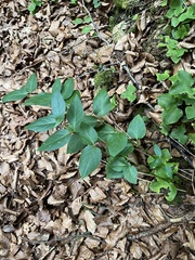 Vincetoxicum hirundinaria