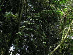 Cyatheaceae