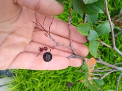 Aronia melanocarpa