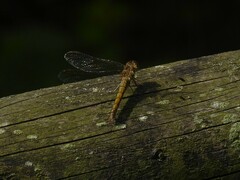 Sympetrum striolatum