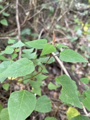 Homalanthus stillingiifolius