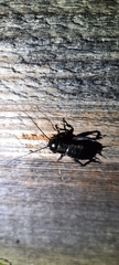 Gryllus campestris