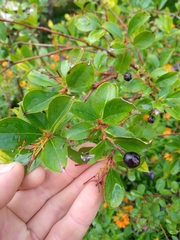 Aronia melanocarpa