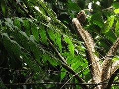 Cyatheaceae