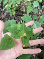 Homalanthus stillingiifolius