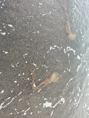 Chrysaora melanaster