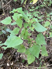 Homalanthus stillingiifolius
