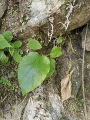 Oresitrophe rupifraga