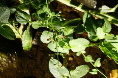 Scrophularia