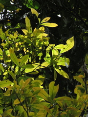 Beilschmiedia pendula