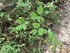 Rubus beamanii