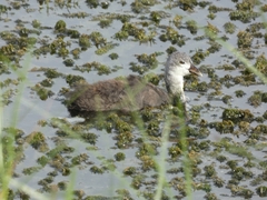 Fulica cristata