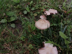Candolleomyces