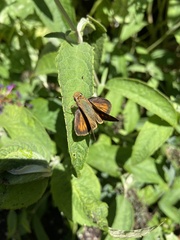 Ochlodes sylvanoides