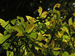 Beilschmiedia pendula