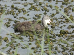 Fulica cristata