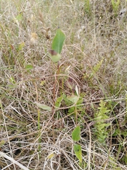 Lonicera periclymenum