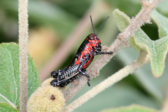 Dactylotini