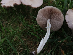 Candolleomyces