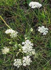 Aegopodium podagraria