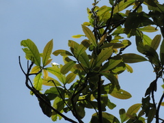 Beilschmiedia pendula