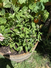 Ochlodes sylvanoides