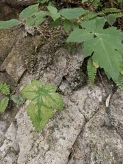 Peucedanum praeruptorum