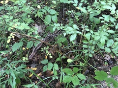 Rubus beamanii
