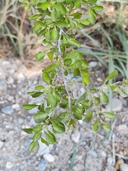 Condalia hookeri