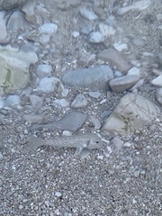 Mullus barbatus