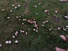 Candolleomyces
