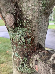 Lecanora thysanophora