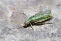 Oecanthus pellucens
