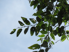 Trema micrantha