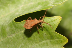 Animalia
