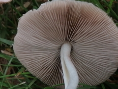 Candolleomyces