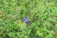 Gentiana pneumonanthe