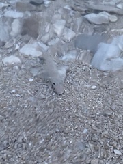 Mullus barbatus