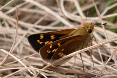 Hesperia leonardus