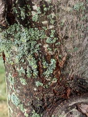 Lecanora thysanophora