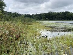 Eleocharis robbinsii