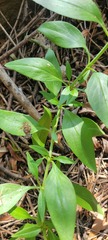 Centranthus ruber