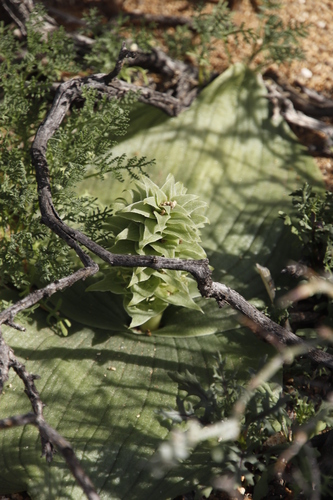 Image of Massonia bifolia by (c) Tony Rebelo, some rights reserved (CC BY-SA)