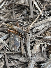Gryllidae