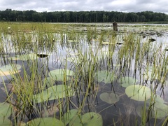 Eleocharis robbinsii