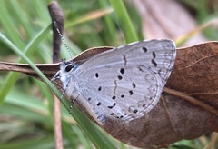 Celastrina