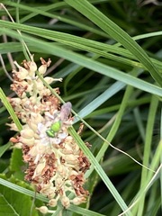Agapostemon
