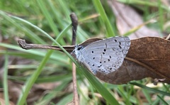 Celastrina