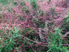 Cuscuta epithymum