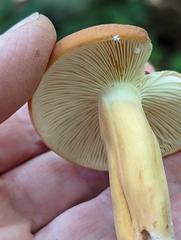 Lactifluus volemus